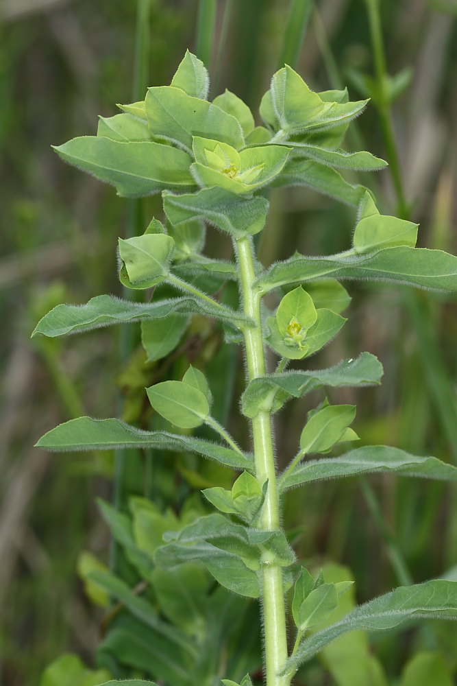 Euphorbia hirsuta / Euforbia pubescente